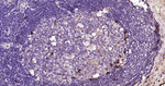 Lambda light chain Antibody in Immunohistochemistry (Paraffin) (IHC (P))