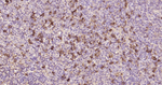 Lambda light chain Monoclonal Antibody (7D1)