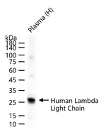 Lambda light chain Antibody in Western Blot (WB)