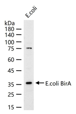 BirA Monoclonal Antibody (7C2)