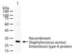 Staphylococcus Enterotoxin A Monoclonal Antibody (4A7)