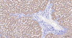 CYP7A1 Antibody in Immunohistochemistry (Paraffin) (IHC (P))