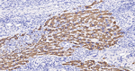 CYP7A1 Monoclonal Antibody (3E11)
