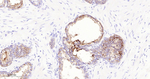TIMP1 Antibody in Immunohistochemistry (Paraffin) (IHC (P))