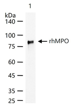 Myeloperoxidase Monoclonal Antibody (6D9)
