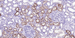 RBP4 Antibody in Immunohistochemistry (Paraffin) (IHC (P))