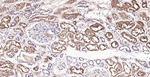 RBP4 Antibody in Immunohistochemistry (Paraffin) (IHC (P))
