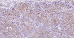 RBP4 Monoclonal Antibody (3D4)
