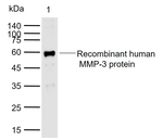 MMP3 Monoclonal Antibody (4F4)