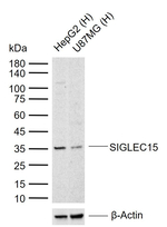 SIGLEC15 Antibody in Western Blot (WB)