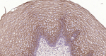 TROP2 Antibody in Immunohistochemistry (Paraffin) (IHC (P))