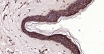 TROP2 Antibody in Immunohistochemistry (Paraffin) (IHC (P))