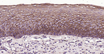 TROP2 Antibody in Immunohistochemistry (Paraffin) (IHC (P))