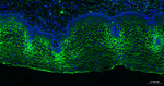 TROP2 Antibody in Immunohistochemistry (Paraffin) (IHC (P))