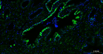 TROP2 Antibody in Immunohistochemistry (Paraffin) (IHC (P))