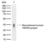 TROP2 Antibody in Western Blot (WB)