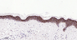 TROP2 Antibody in Immunohistochemistry (Paraffin) (IHC (P))