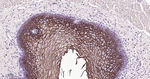 TROP2 Antibody in Immunohistochemistry (Paraffin) (IHC (P))