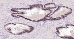 TROP2 Antibody in Immunohistochemistry (Paraffin) (IHC (P))