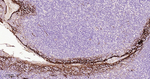 TROP2 Antibody in Immunohistochemistry (Paraffin) (IHC (P))