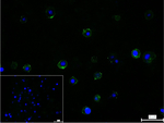 PD-L1 Recombinant Rabbit Monoclonal Antibody (3F10)