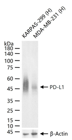 PD-L1 Antibody in Western Blot (WB)