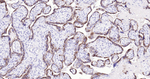 CGA Monoclonal Antibody (9H5)