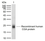 CGA Antibody in Western Blot (WB)