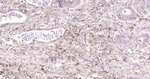 HLA-C Antibody in Immunohistochemistry (Paraffin) (IHC (P))