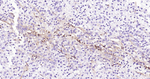HLA-C Antibody in Immunohistochemistry (Paraffin) (IHC (P))