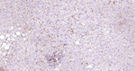 HLA-C Antibody in Immunohistochemistry (Paraffin) (IHC (P))