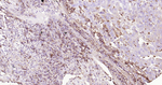 HLA-C Antibody in Immunohistochemistry (Paraffin) (IHC (P))