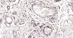 HLA-C Antibody in Immunohistochemistry (Paraffin) (IHC (P))