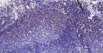 HLA-C Antibody in Immunohistochemistry (Paraffin) (IHC (P))