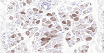 Osteocalcin Monoclonal Antibody (2F10)