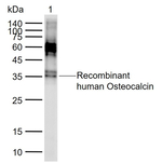 Osteocalcin Antibody in Western Blot (WB)