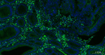 CD63 Monoclonal Antibody (7E1)