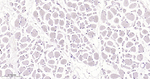 CD63 Antibody in Immunohistochemistry (Paraffin) (IHC (P))