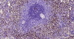 CD63 Antibody in Immunohistochemistry (Paraffin) (IHC (P))