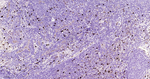 CD63 Antibody in Immunohistochemistry (Paraffin) (IHC (P))