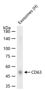 CD63 Antibody in Western Blot (WB)