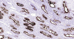 CA125 Antibody in Immunohistochemistry (Paraffin) (IHC (P))