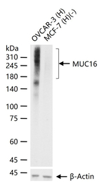 CA125 Antibody in Western Blot (WB)
