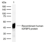 IGFBP3 Antibody in Western Blot (WB)