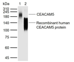 CEACAM5 Antibody in Western Blot (WB)