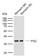 PGC Antibody in Western Blot (WB)