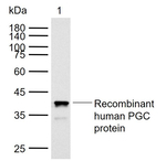 PGC Antibody in Western Blot (WB)