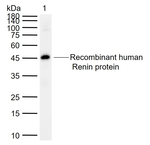 Renin Antibody in Western Blot (WB)