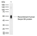 SERPINB4 Monoclonal Antibody (7H3)