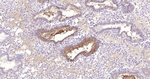 WFDC2 Antibody in Immunohistochemistry (Paraffin) (IHC (P))
